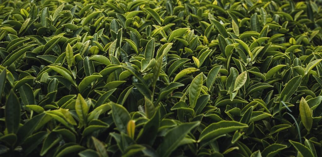 Healthy AV2 tea clone plants growing in Darjeeling, known for producing high-quality aromatic tea leaves