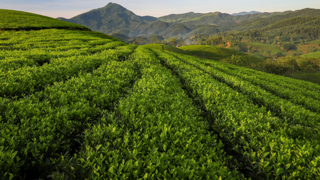 Lush Darjeeling tea gardens in the Himalayas showcasing different types of Darjeeling tea grown across high-altitude estates