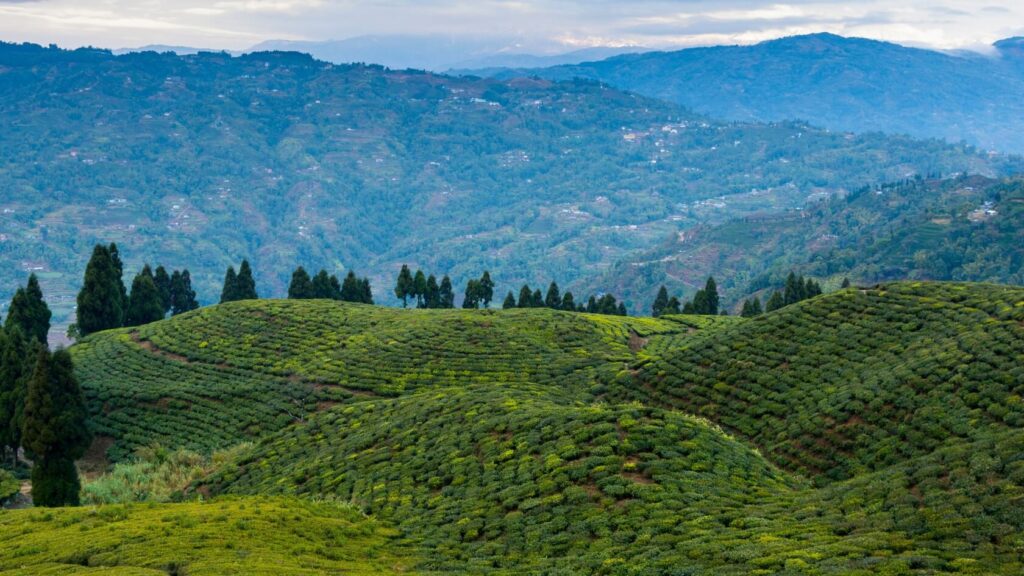 Rolling tea-covered hills of Makaibari Tea Estate in Darjeeling, showcasing its biodynamic gardens and Himalayan landscape