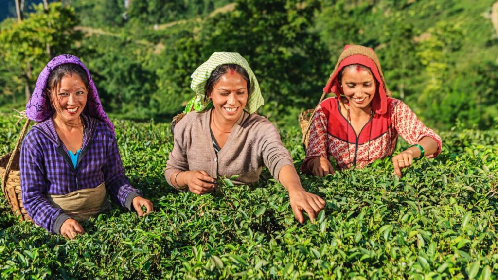 Tea workers hand-plucking leaves in a Darjeeling tea garden, highlighting the human effort affected by the Darjeeling Tea Labor Shortage