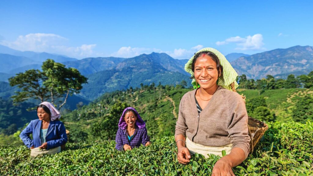 Tea workers hand-plucking fresh leaves in Himalayan gardens, illustrating seasonal harvest stages shown in the Tea Harvest Calendar