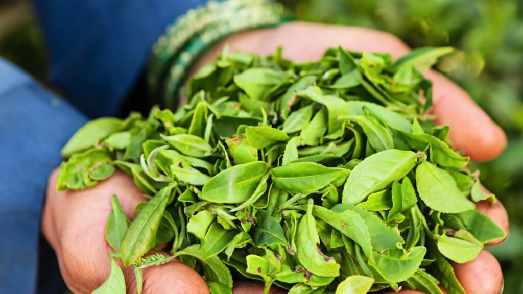 Freshly plucked tea leaves showing how to distinguish fake Darjeeling tea from authentic GI-tagged Darjeeling tea