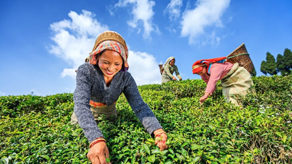 Tea workers hand-plucking fresh leaves in Himalayan gardens, practicing biodynamic tea farming that follows natural and sustainable methods