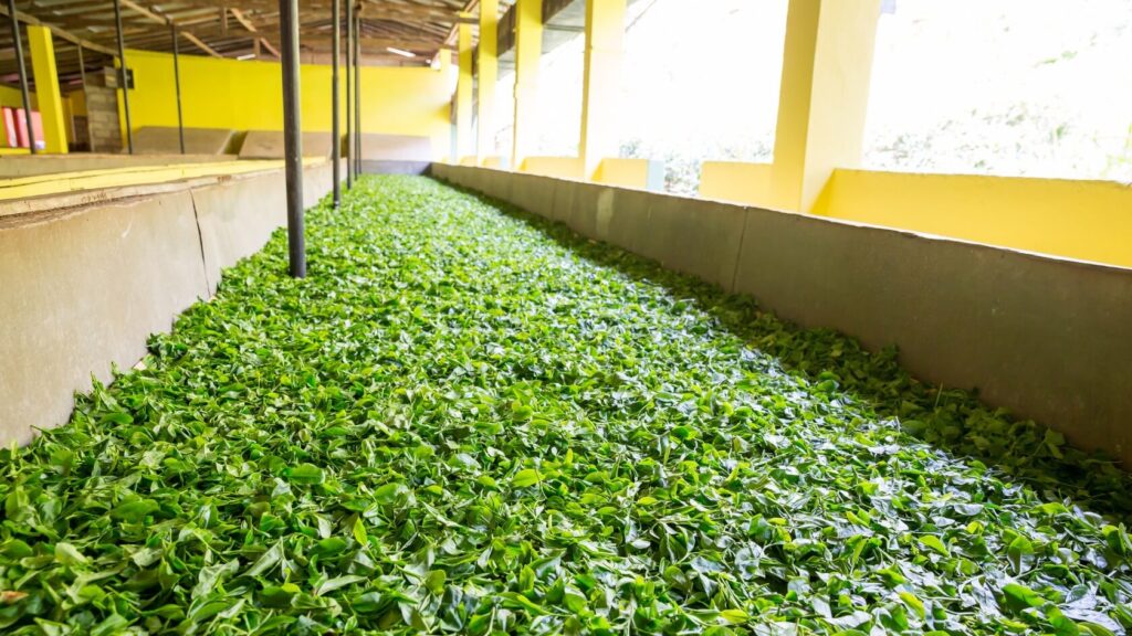 Freshly plucked tea leaves spread out during the tea oxidation process, developing flavor and aroma before final processing
