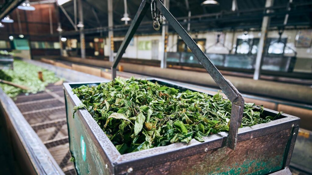 Freshly harvested tea leaves during the second flush harvest, shown in a tea factory as leaves await processing to develop rich summer flavours