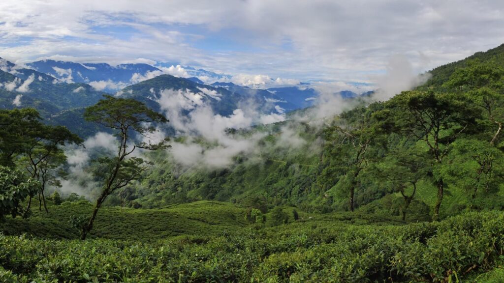 Misty Himalayan tea gardens in early spring, capturing the conditions that produce the delicate Darjeeling First Flush harvest