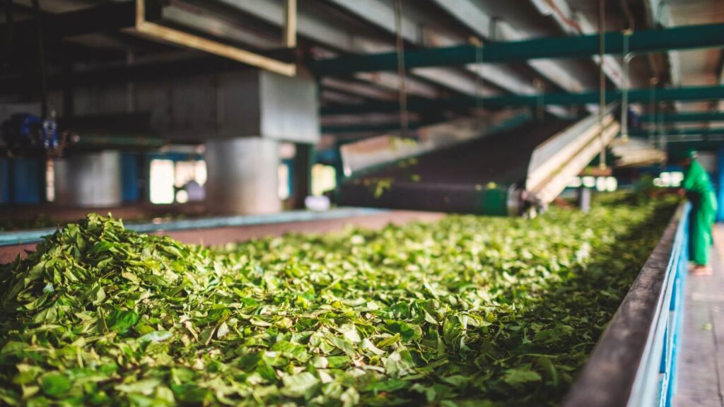 High-grade tea leaves being processed in a tea factory, illustrating the SFTGFOP1 meaning and quality grading standards