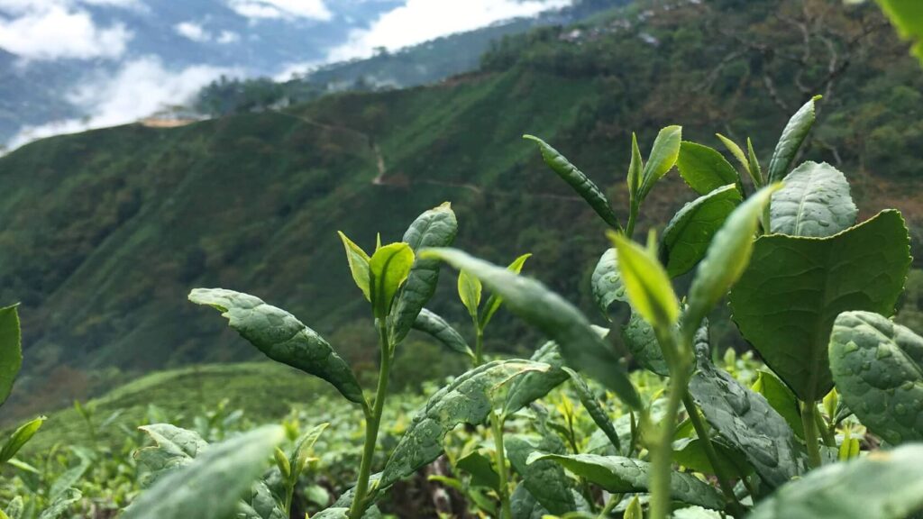 Fresh Darjeeling Green Tea leaves growing in the Himalayan hills, highlighting their natural character and terroir