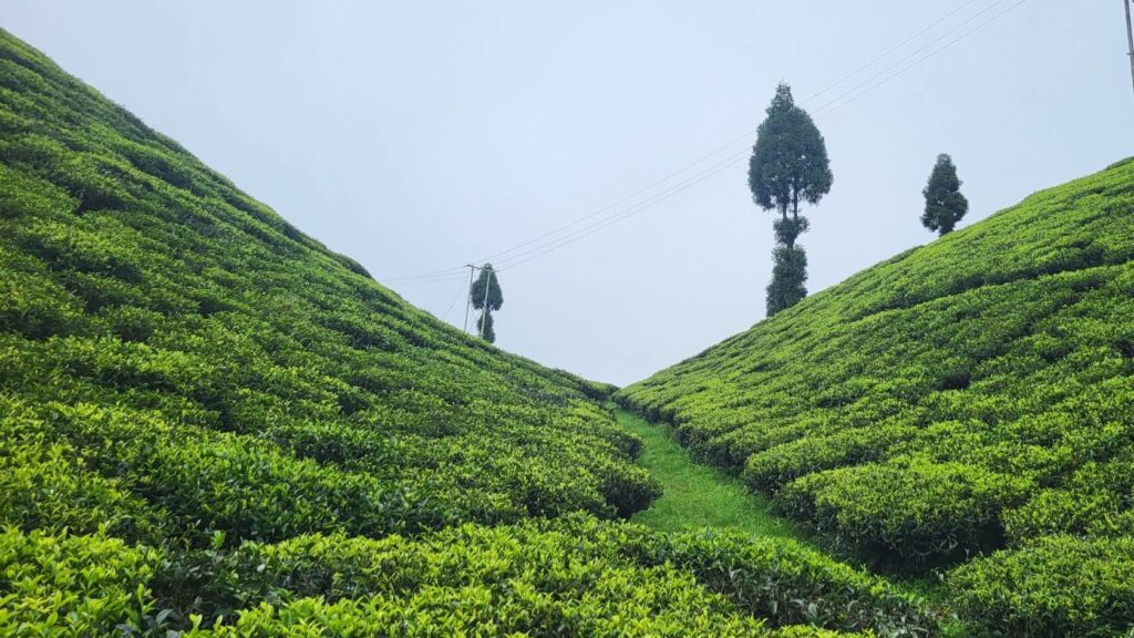 Darjeeling tea garden rows illustrating China Bush vs Clonal cultivation methods across Himalayan estates